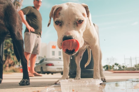 狗喝水的正确方式，看过来！