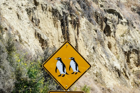 企鹅什么意思，它在中国文化和自然中扮演的角色