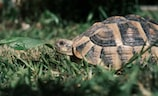 加拉帕戈斯象龟（加拉帕戈斯象龟-珍稀动物的田园）