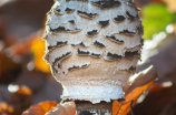 冒险岛蓝蘑菇：神秘又可爱的生物