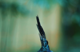 澳大利亚国鸟绿孔雀：颜值与气质俱佳
